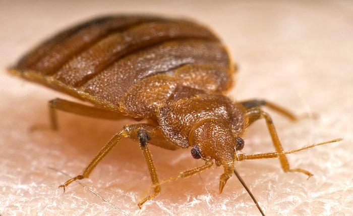 Bed Bugs On Rise in Atlanta – WABE
