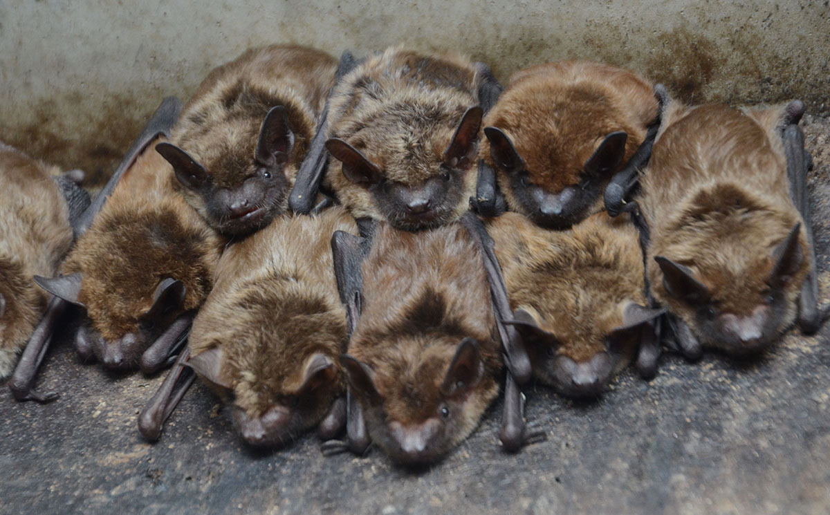 Bridges Play Host To Bat Cities WABE