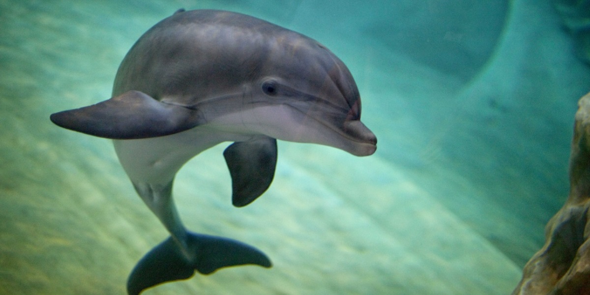 Ga. Aquarium Will No Longer Collect Wild Dolphins, Belugas WABE