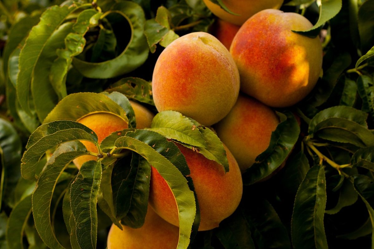 Peach Crop May Suffer Due To Warmer Winter WABE