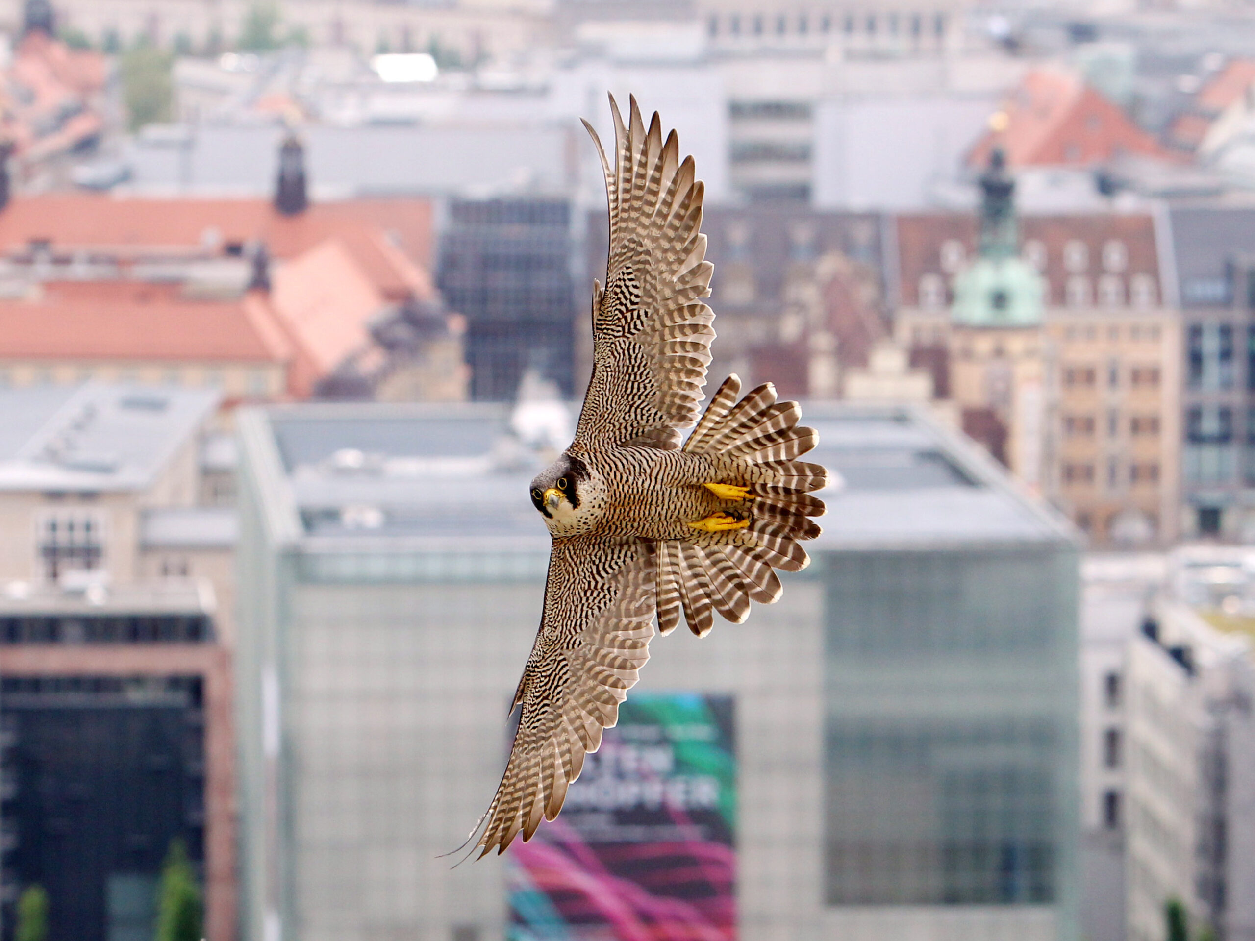 Peregrine Falcons Attack Like Missiles To Grab Prey Midair Scientists