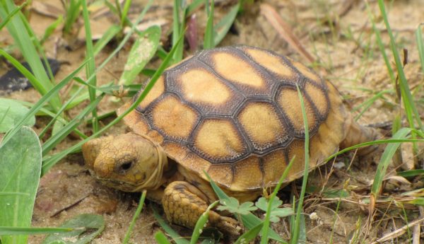 Once they're full grown, gopher tortoises live for decades and don't face many threats from the natural world. Baby gopher tortoises, though, are eaten by other animals.