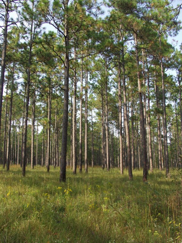 Longleaf pine savannah was once much more widespread in the Southeast. Now, states, including Georgia, are working on bringing it back. (Randy Browning/U.S. Fish and Wildlife Service)