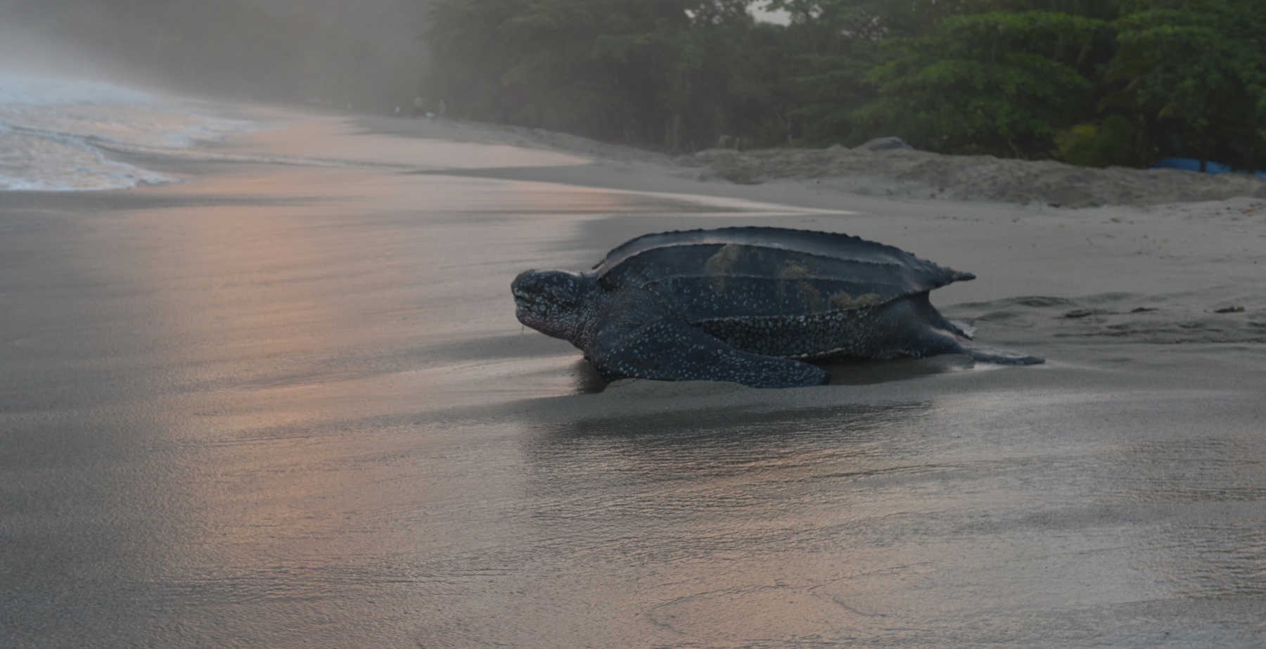 World’s Largest Sea Turtle Could Come Off ‘Endangered’ List