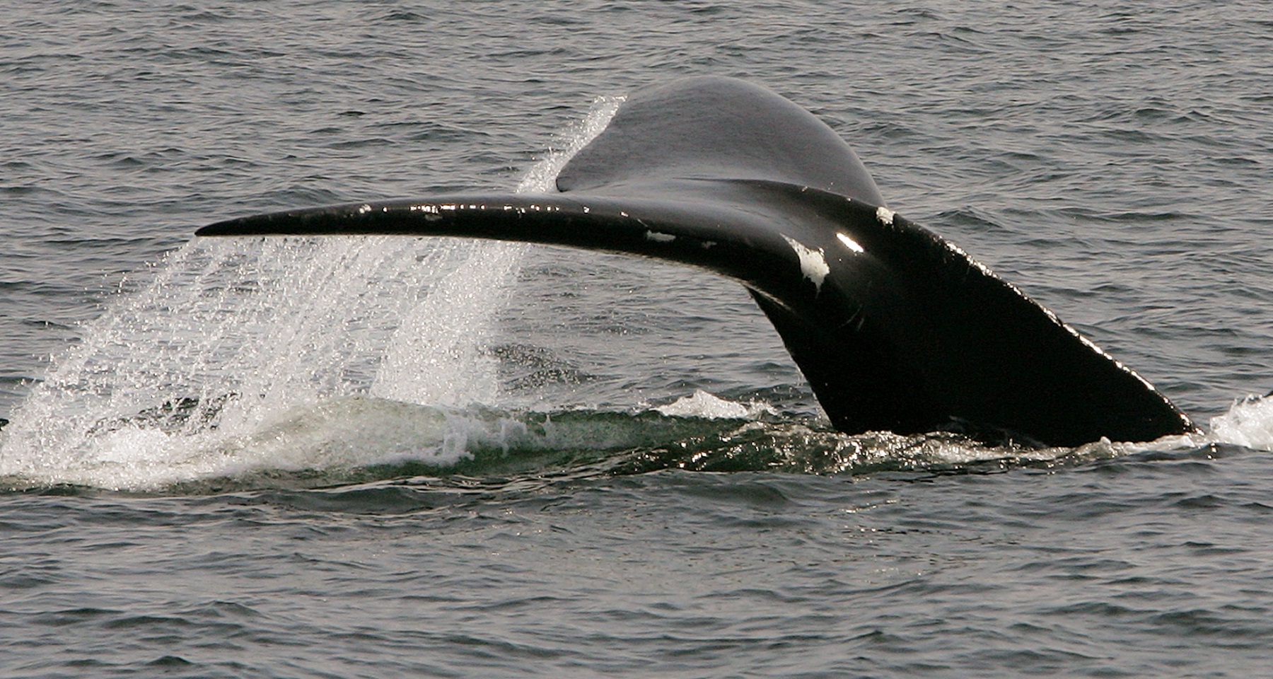 No Newborns Seen As Calving Season Peaks For Endangered Right Whales