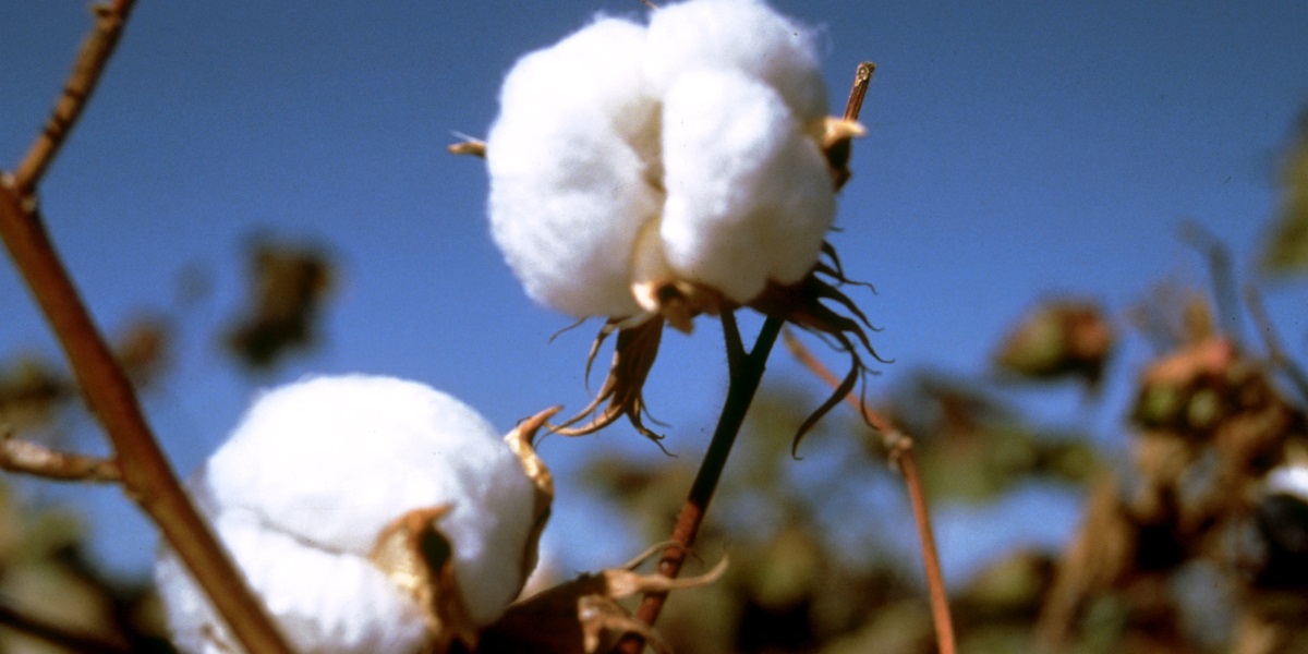 Budget Deal Could Help Cotton Farmers WABE