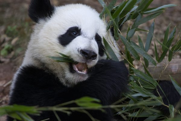 Xi Lun is one of Zoo Atlanta's panda cubs. The zoo's four pandas go through about 200 pounds of bamboo a day. (Courtesy of Zoo Atlanta)
