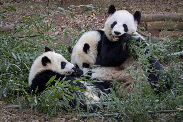 Lun Lun and twin cubs Ya Lun and Xi Lun eating bamboo. As the cubs grow, the zoo will harvest more bamboo. (Courtesy of Zoo Atlanta)