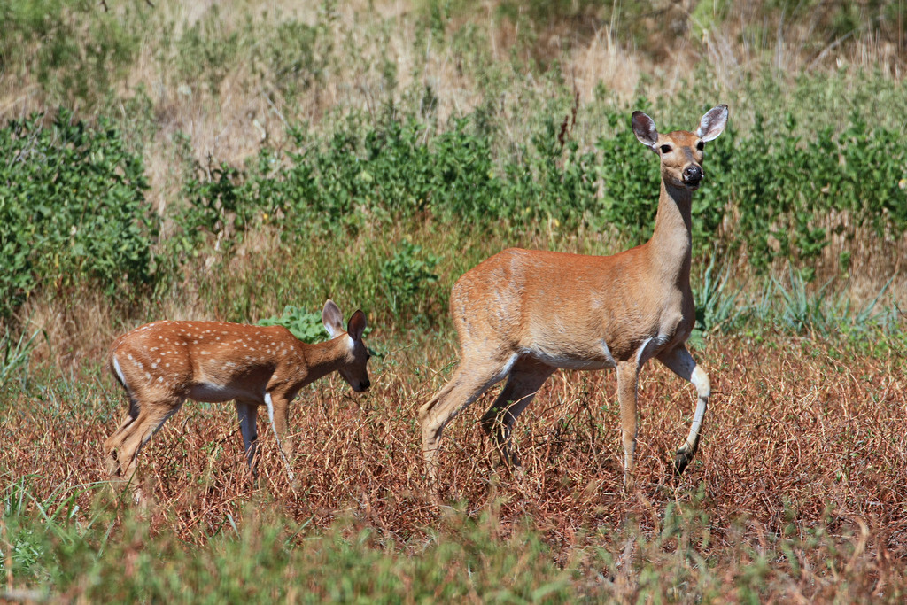 Considers Expanding Where Hunters Can Bait Deer WABE