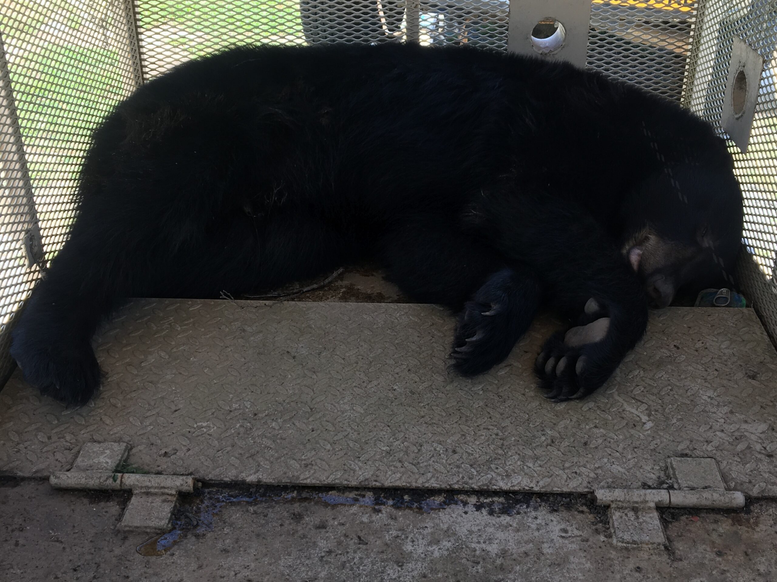 Roaming Atlanta Black Bear Caught And Moved To North WABE