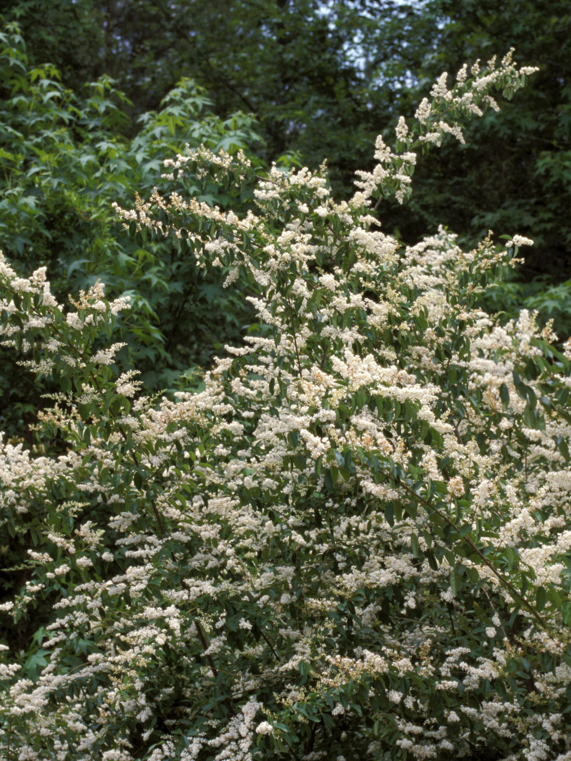 Asian Privet, Other Plants Are Invading More Georgia Ground