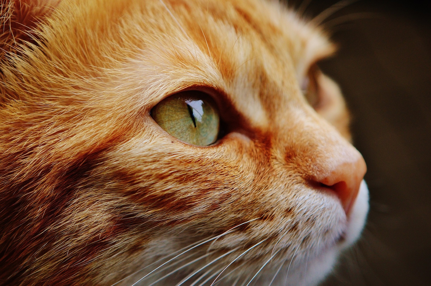 2 Metro Atlanta Animal Shelters At Maximum Capacity, Looking For Help