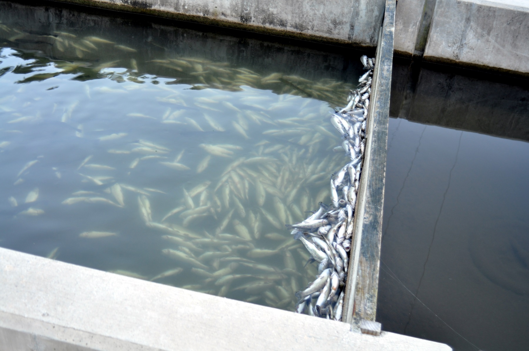 51,000 Fish Die In Fannin County Hatchery After Water Is Cut Off WABE