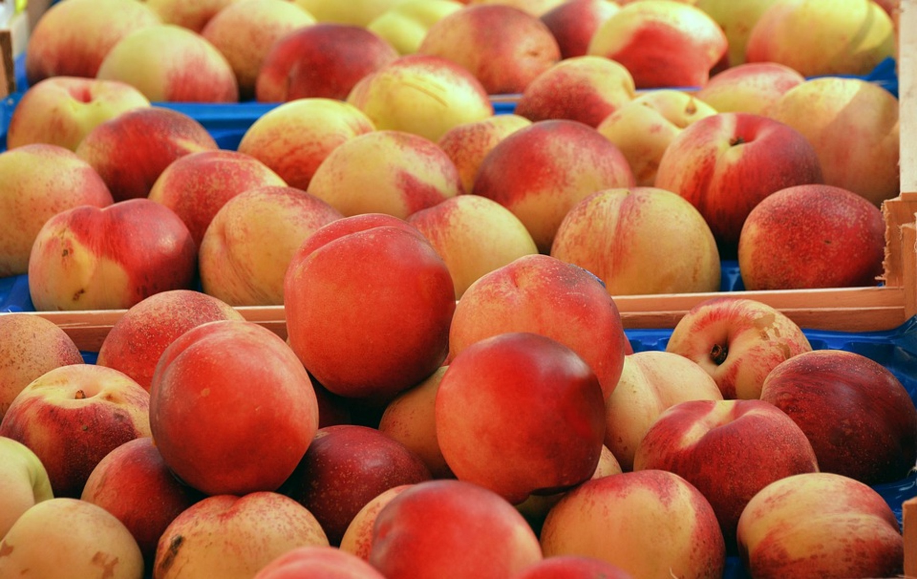 Middle Farm May Have Grown ‘World’s Heaviest Peach’ WABE