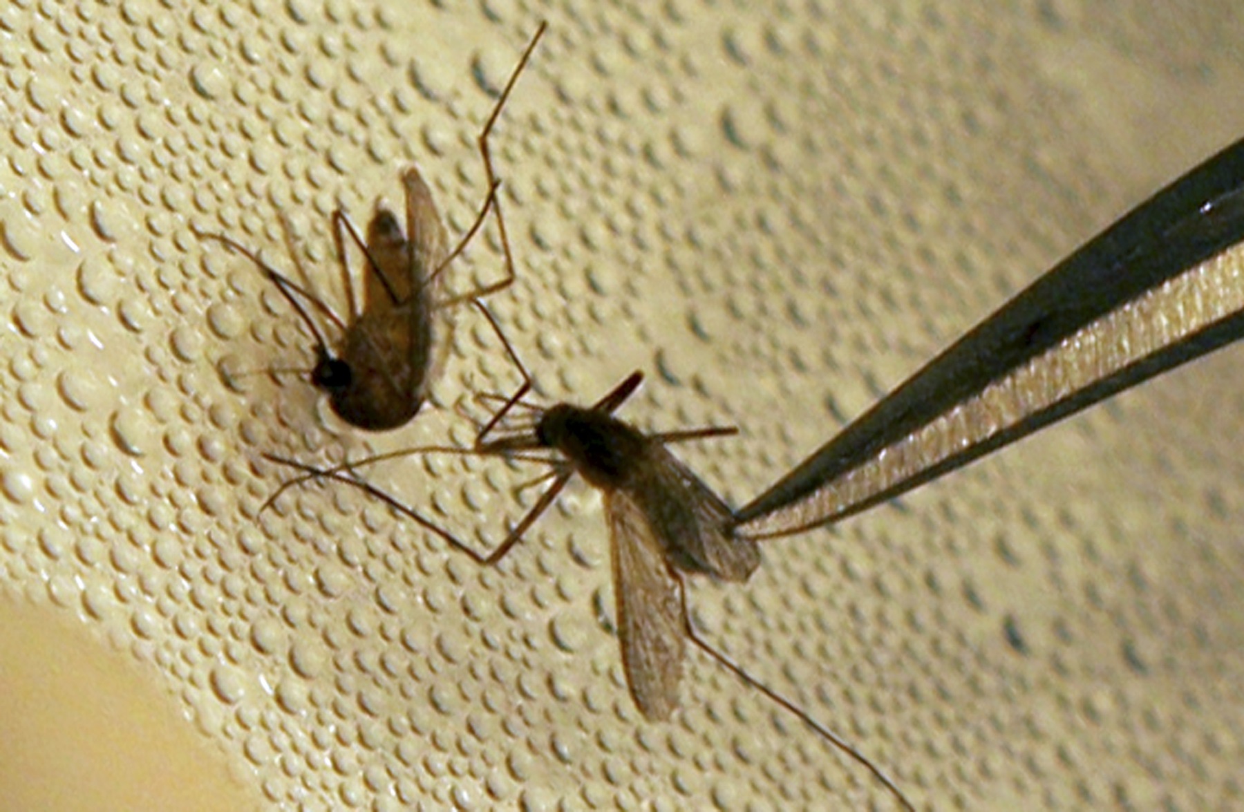 DeKalb Board Of Health: West Nile Virus-Positive Mosquitoes Found In Tucker