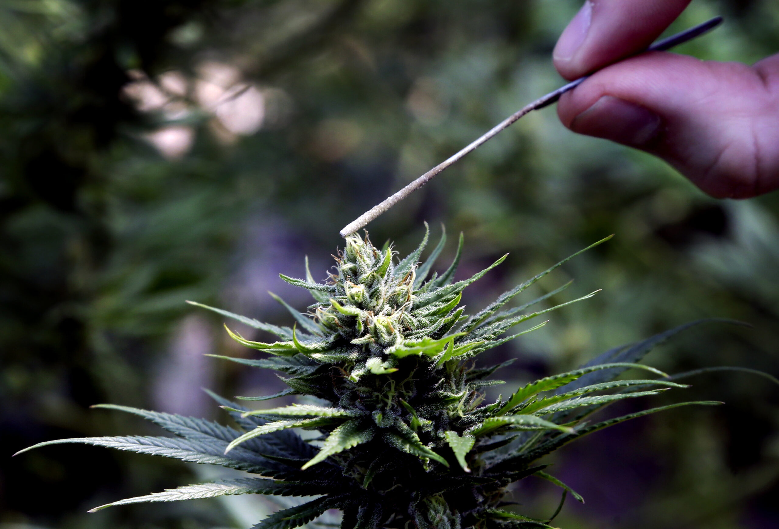 Coca-Cannabis? Coke Analyzing Cannabis In Wellness Drinks