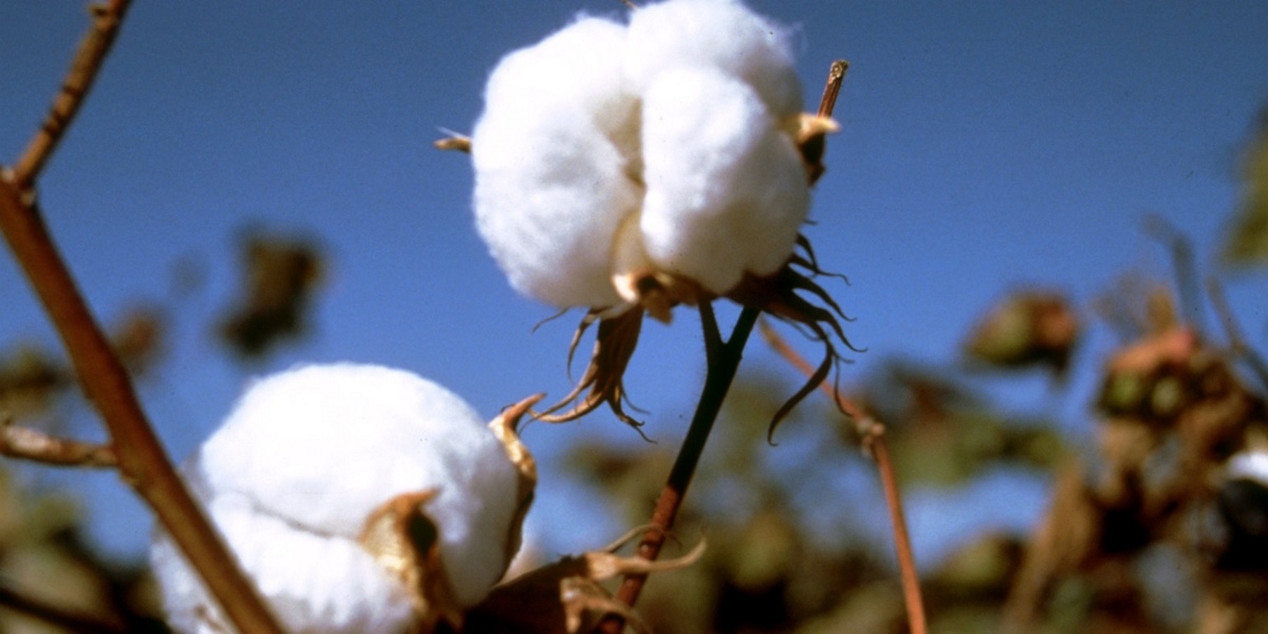 Ga. Farmers Fear It Will Take Years To Recover From Storm Strike