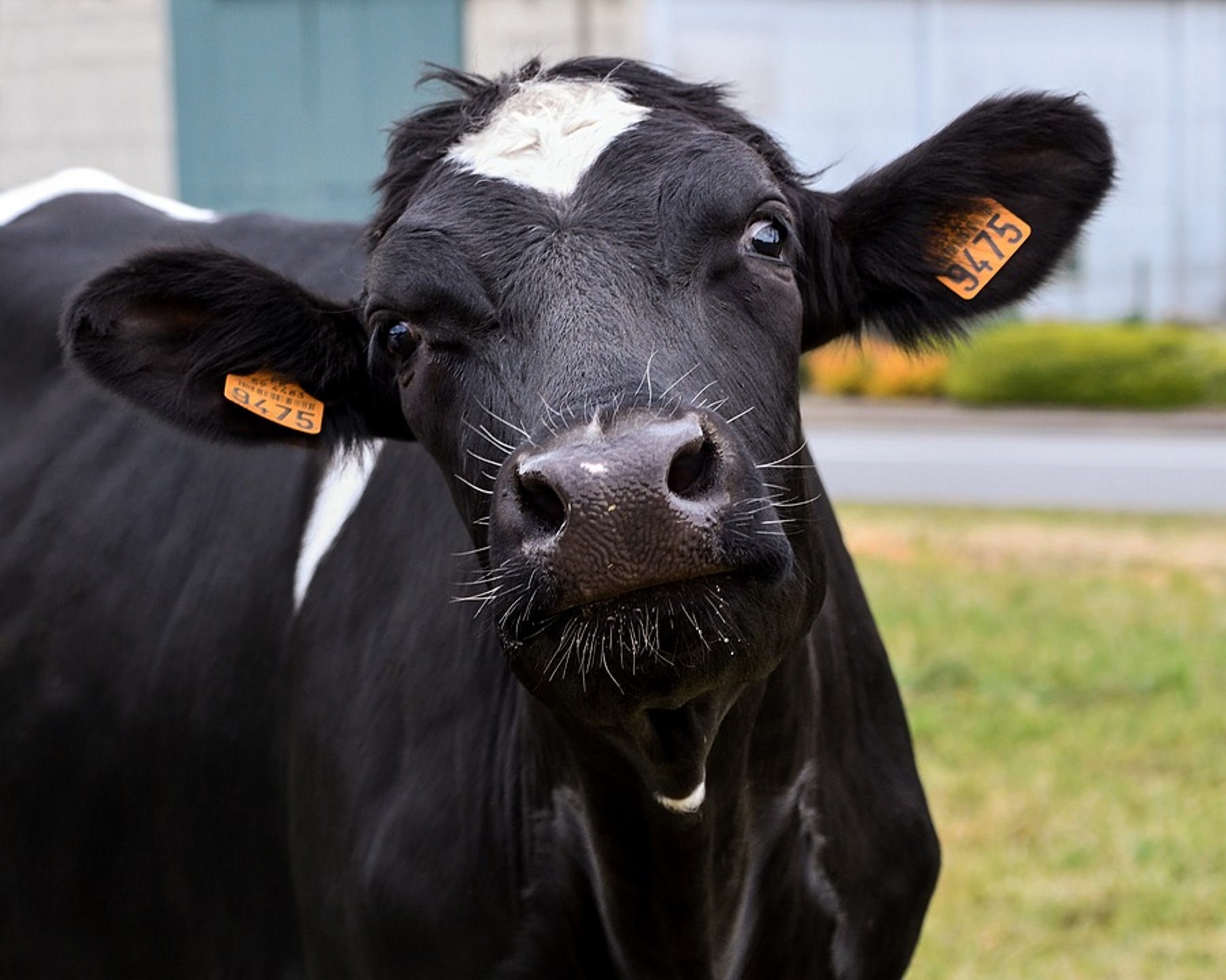 Livestock Truck Overturns: Cows Roam Atlanta Highways, Create Traffic Chaos