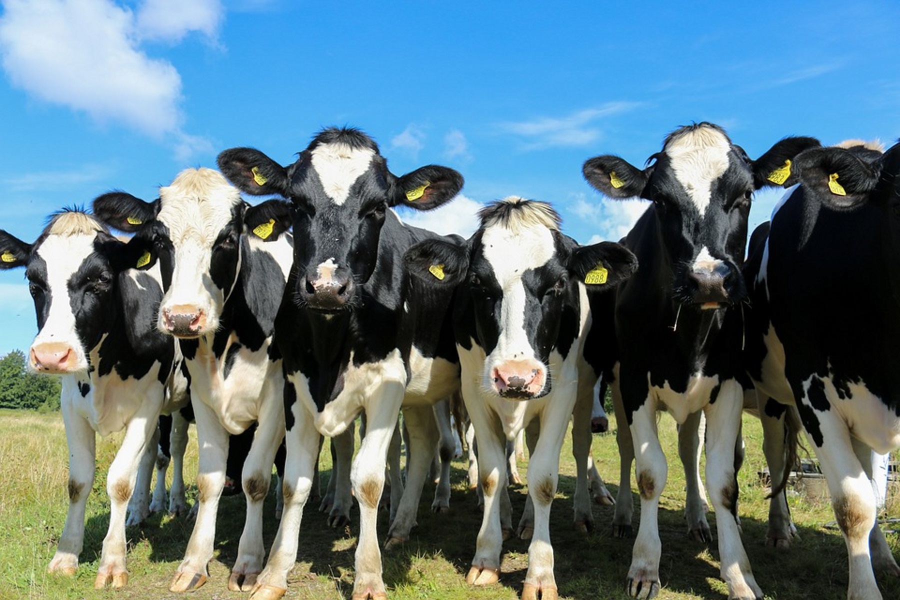 Cow Caught Weeks After Livestock Truck Overturns On Busy Atlanta Highway