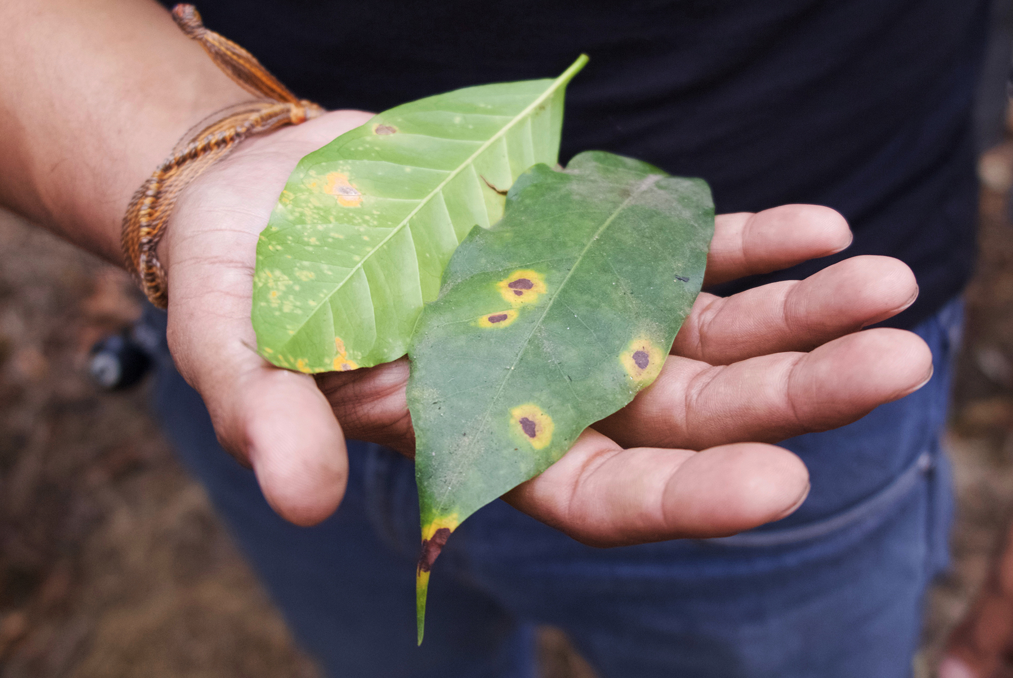 Coffee leaf rust фото 18