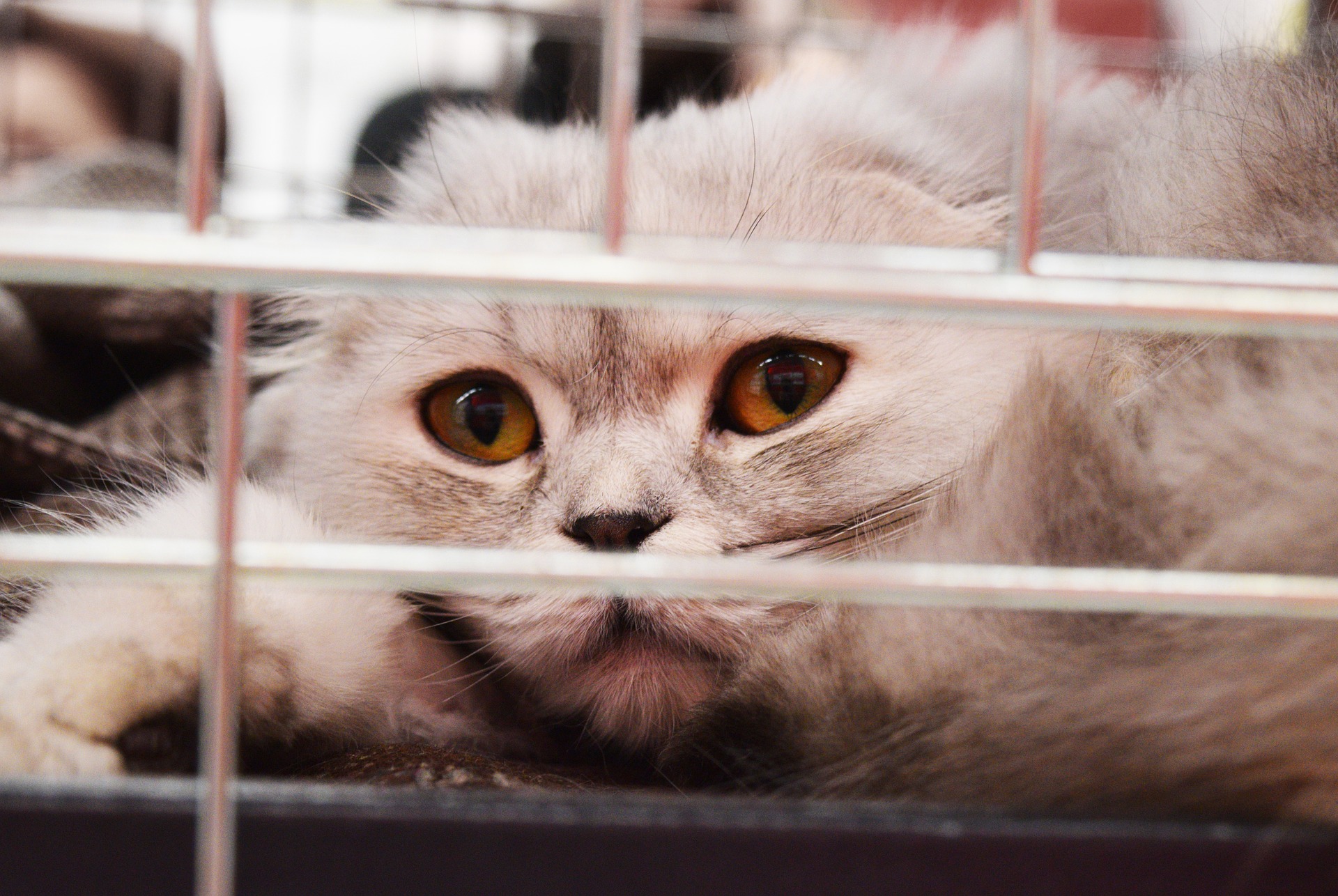 Pet Stores Can No Longer Sell Cats And Dogs In Atlanta