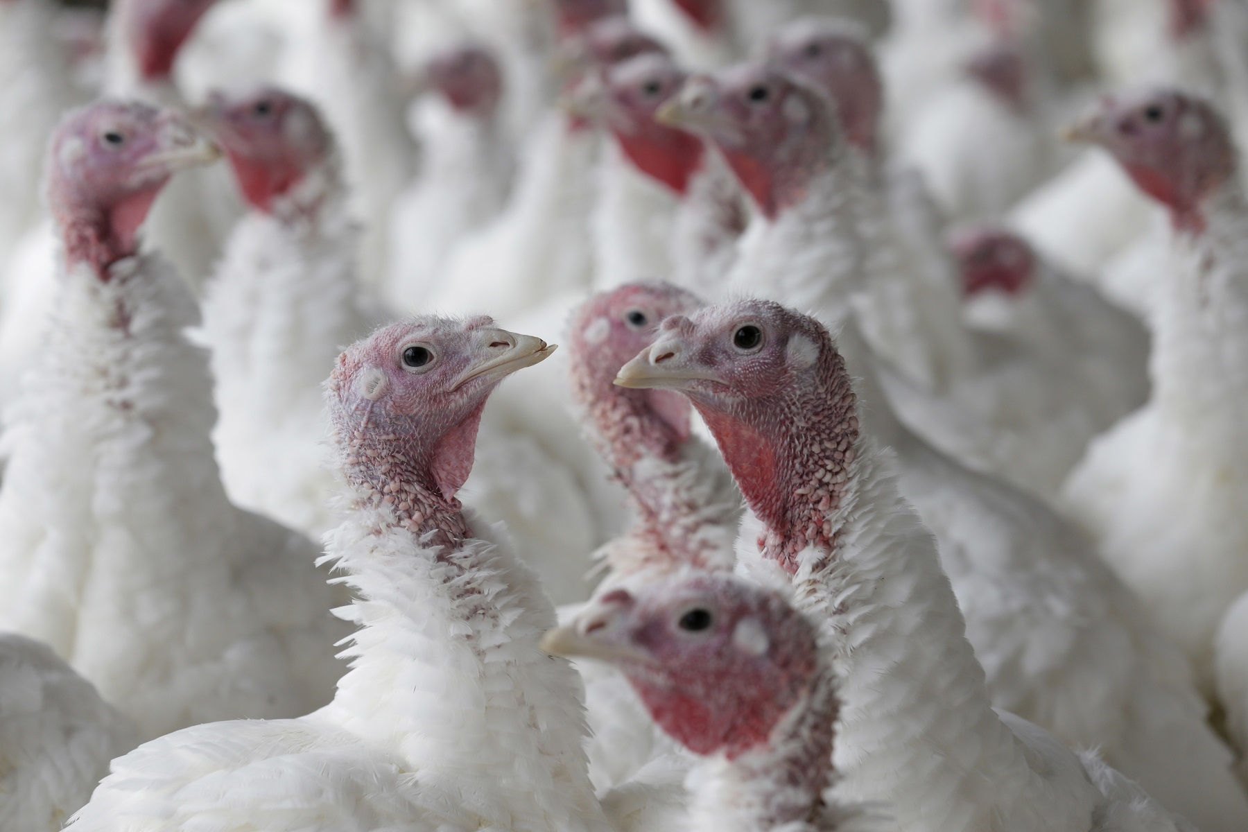 Why A Salmonella Outbreak Shouldn’t Ruin Your Thanksgiving
