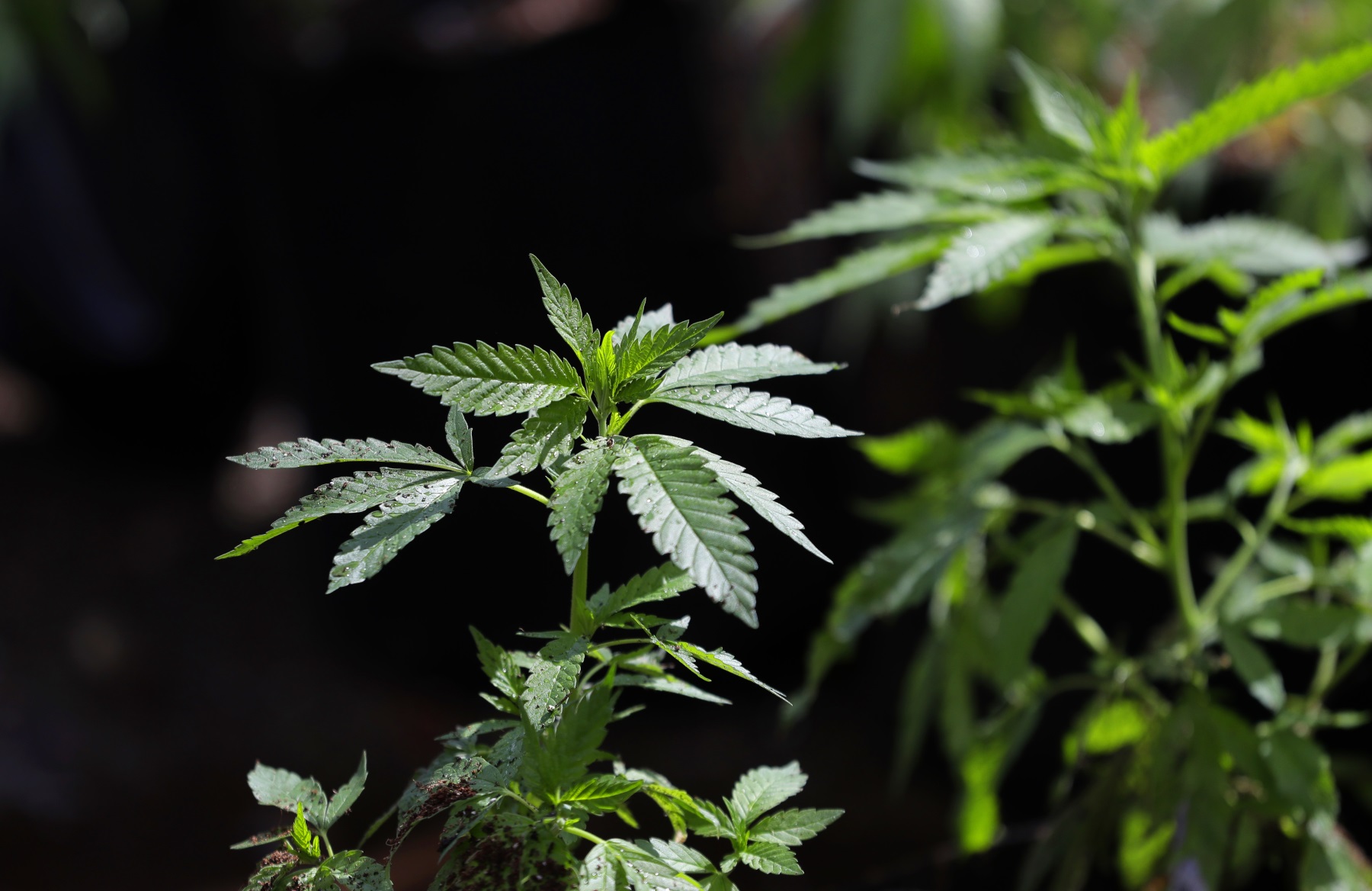 Medical Marijuana Sales, Cultivation Pitched In Georgia