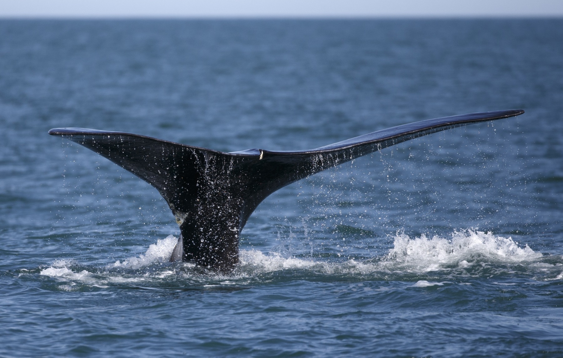 7 Right Whale Calves Spotted In Florida’s Atlantic Waters