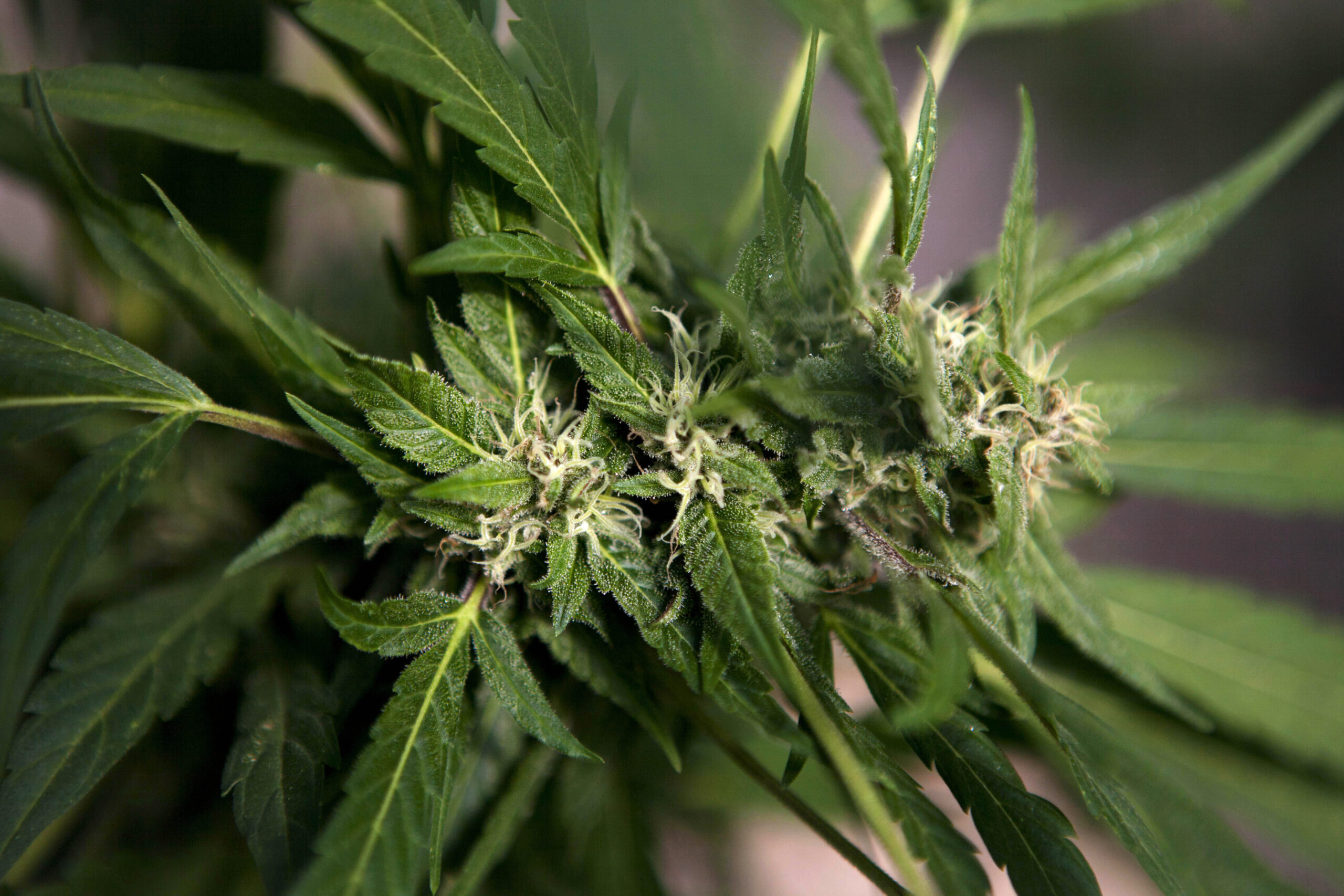 Georgia Board Begins Work On Medical Marijuana Guidelines