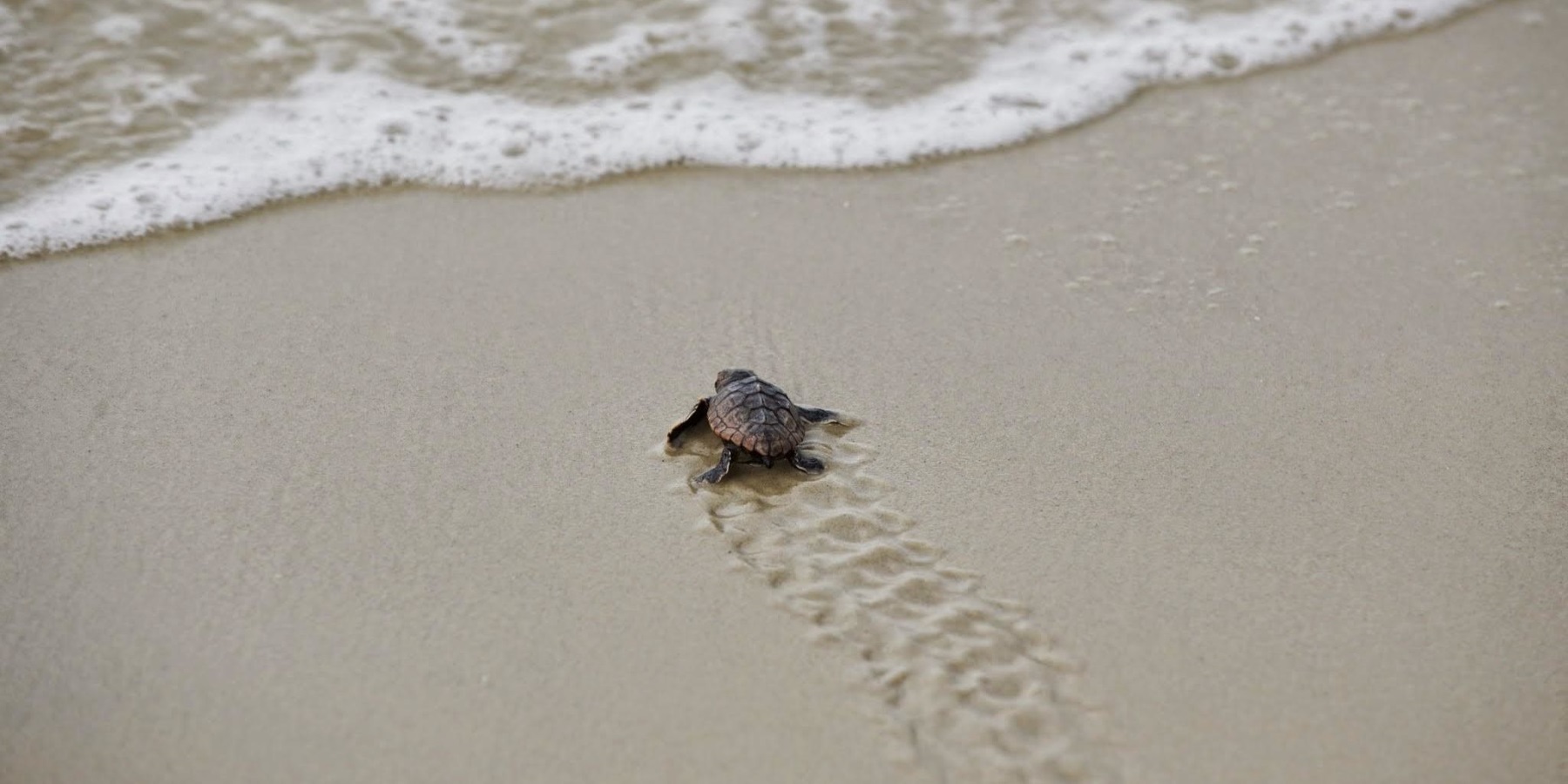 Sea Turtles Nest At Record Pace Along Georgia Coast