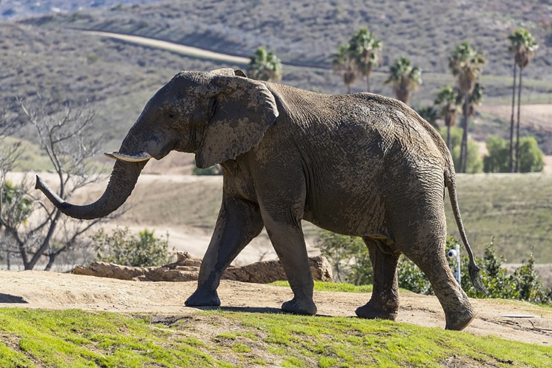 Msholo The African Elephant Leaves San Diego For Zoo Atlanta
