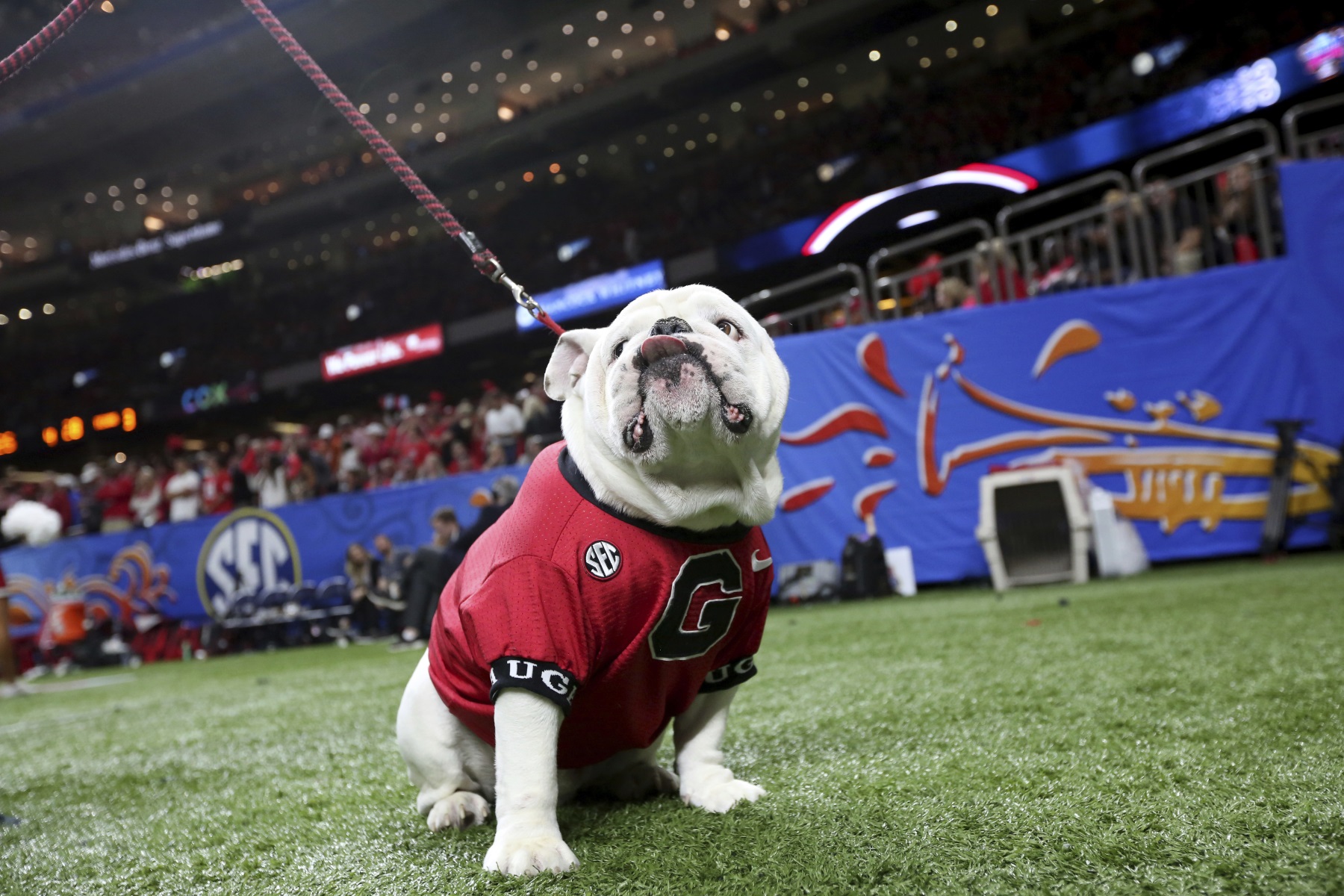 Georgia mascot Uga XI Boom during a game between UAB and University News  Photo - Getty Images