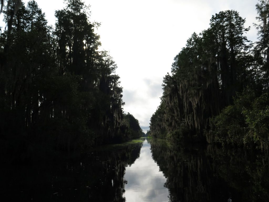 Okefenokee, which is said to mean "bubbling water" in Muscogee, features fields of lily pads and water lilies and cypress trees draped in Spanish moss. (Emma Hurt/WABE)
