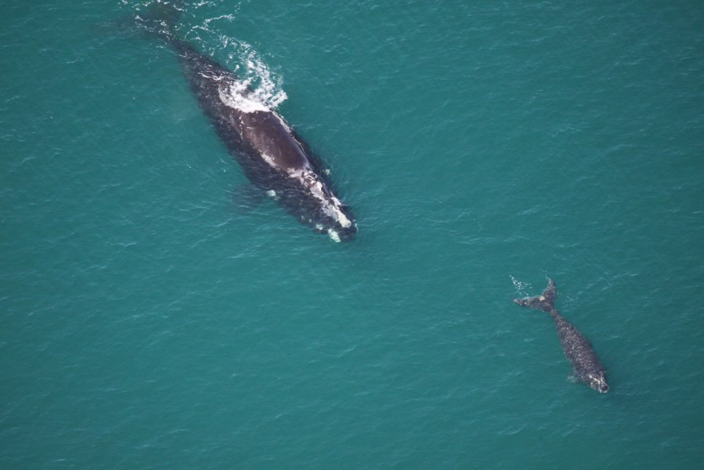 right whale and calf