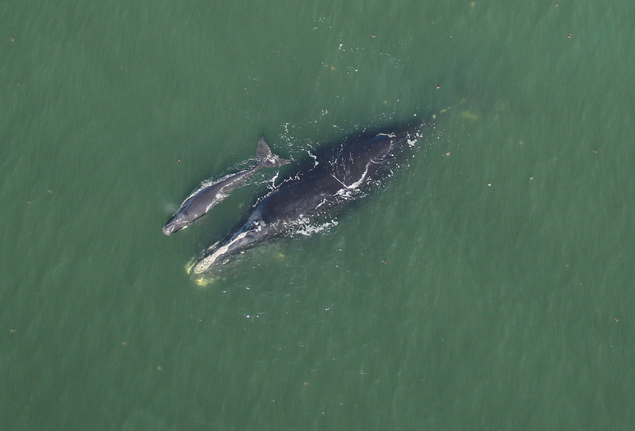Third Baby Right Whale Spotted Off Ga. Coast, Giving Hope To Conservationists