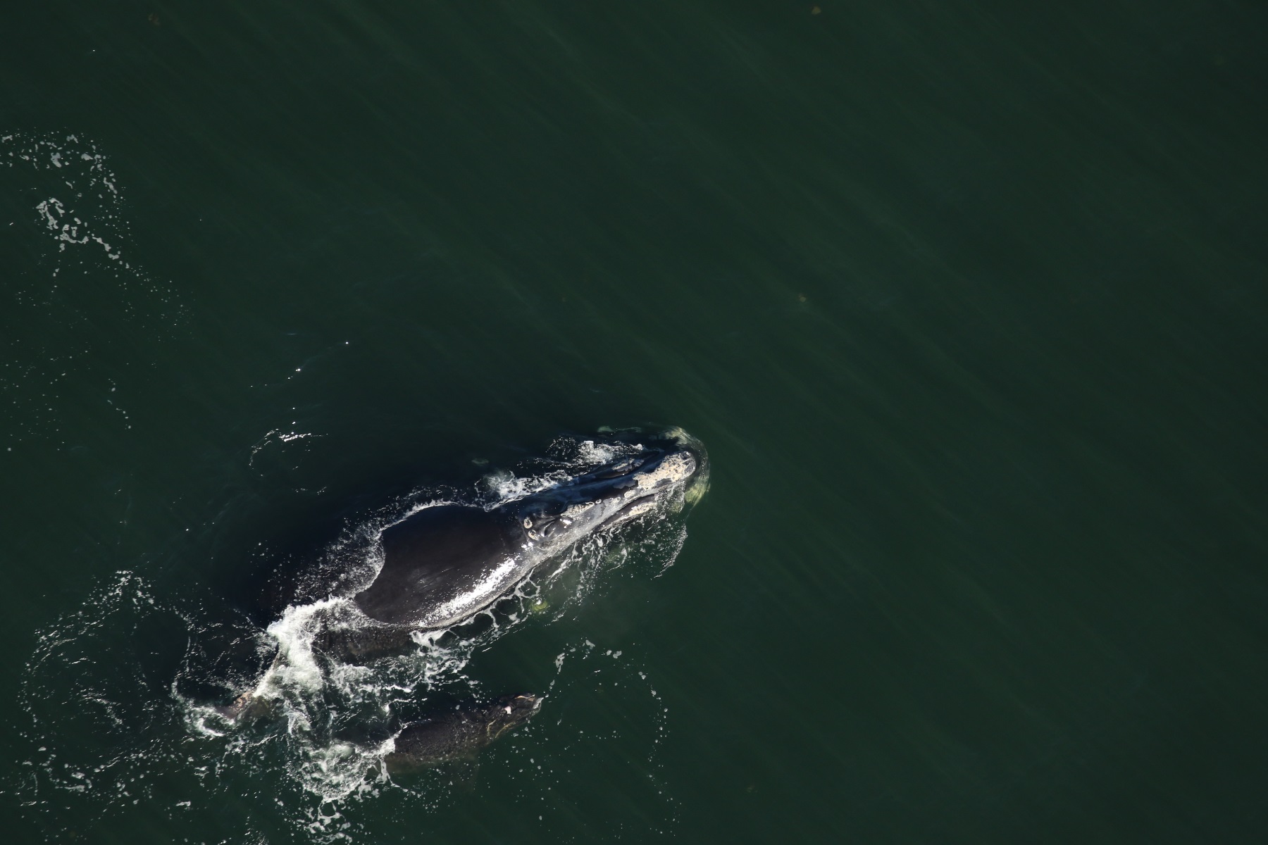 Baby Right Whale Spotted With Deep Wounds Off Georgia Coast