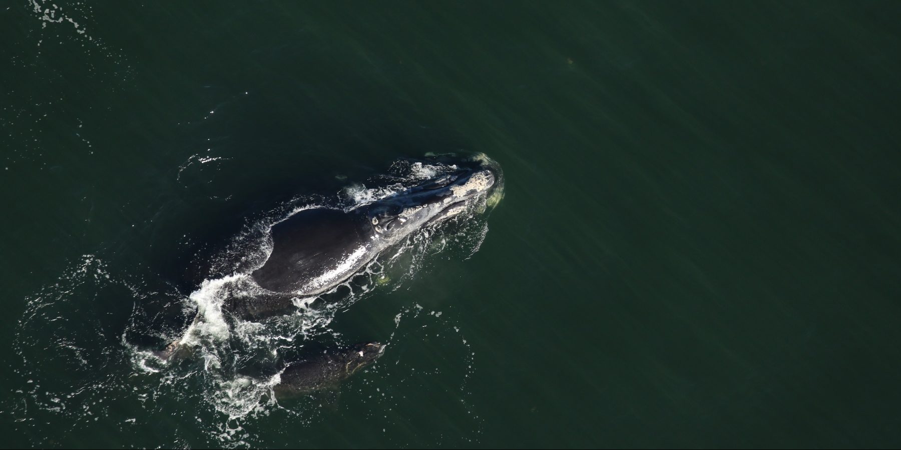 Wounded Baby Whale Gets Antibiotic Shot To Improve Grim Odds