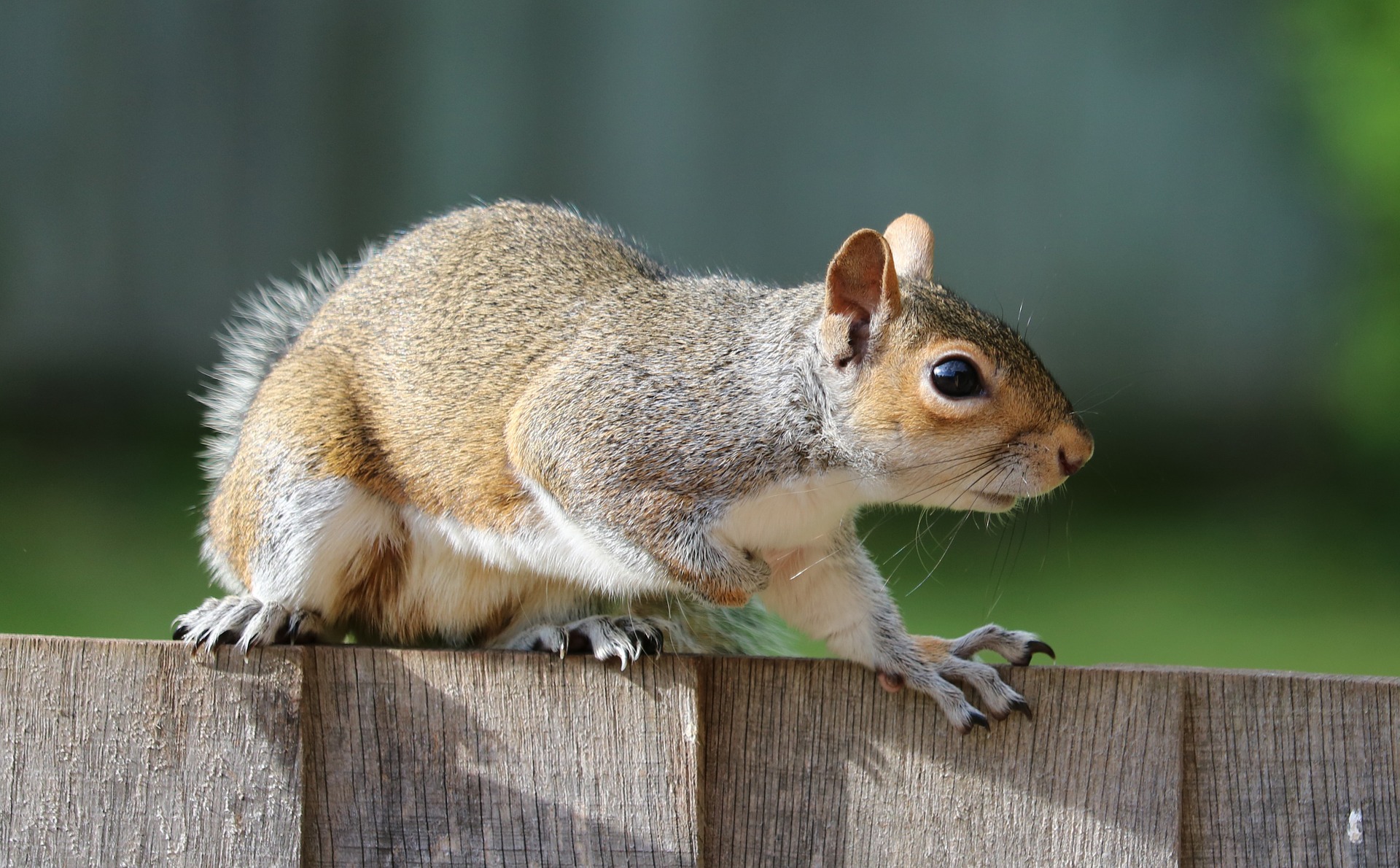 Squirrel Wrecks Atlanta Home, And Insurance Won’t Cover The Damage