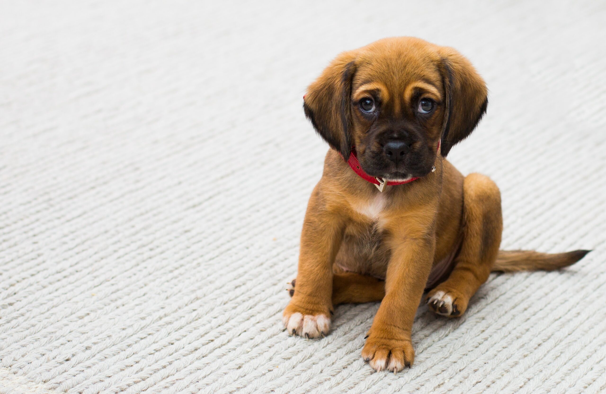 Cobb County Debates Whether To Ban Sales Of Animals At Pet Stores