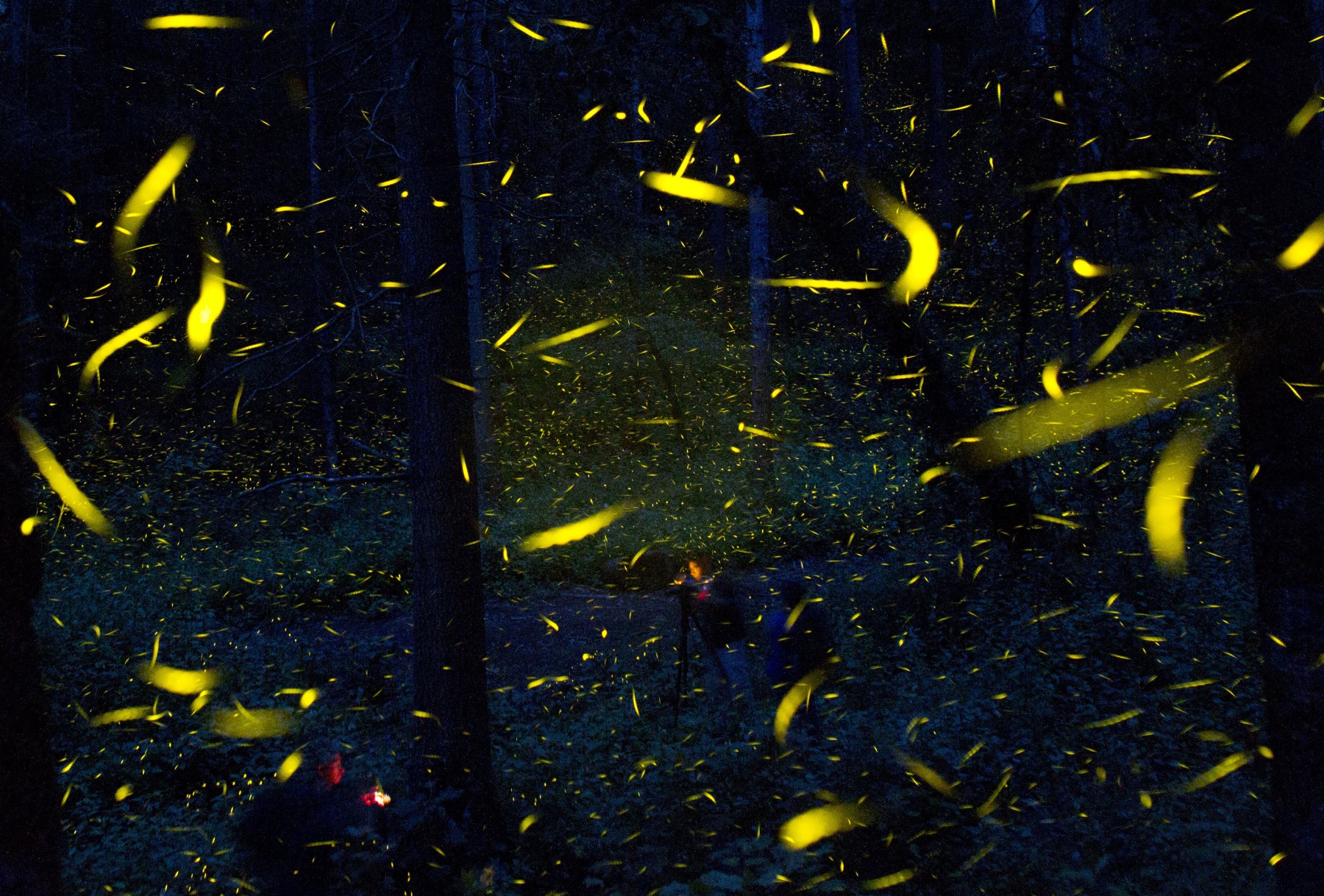 In And Around The World, Fireflies Face Threats WABE