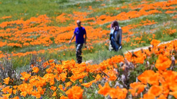 People visit poppy fields near the Antelope Valley California Poppy Reserve earlier this month in Lancaster, Calif.