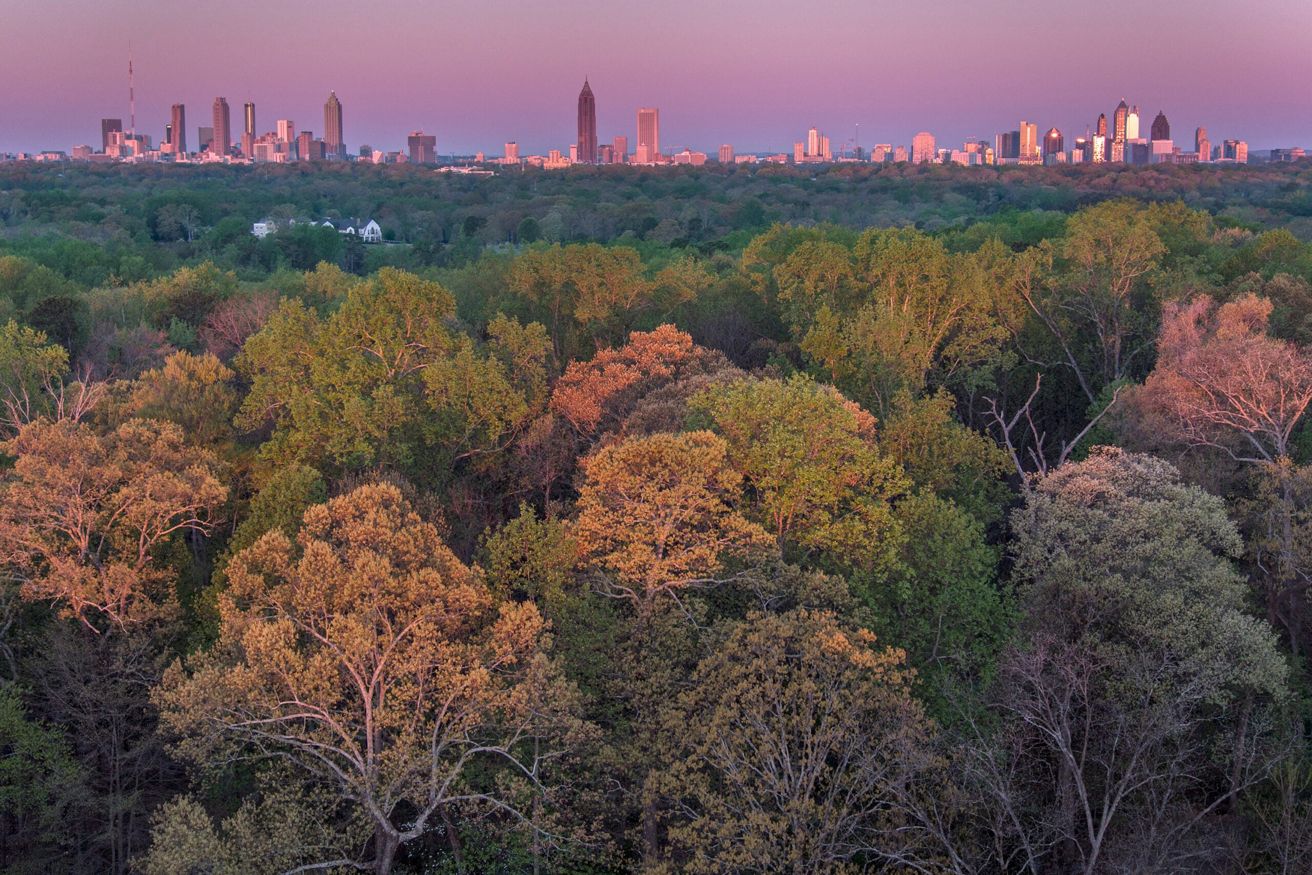 ‘Fernbank Forest’ Showcases Atlanta’s Tree Canopy During A Period Of