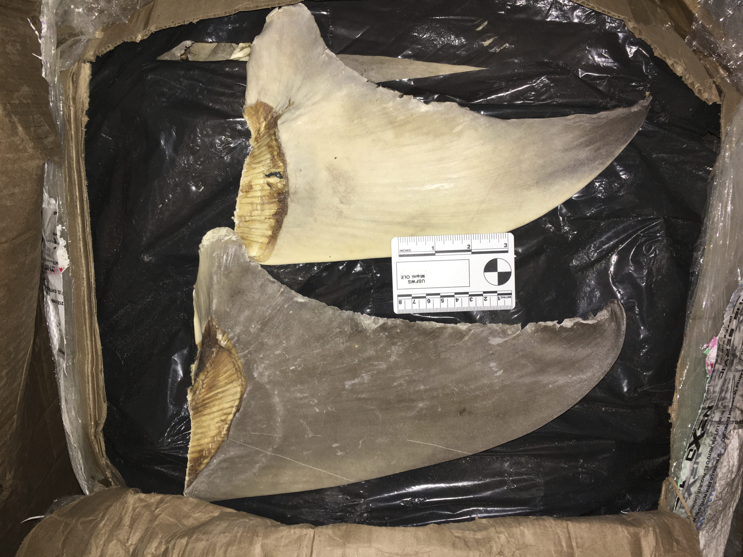 12 Indicted On Charges Of Illegally Trading Shark Fins, Drugs