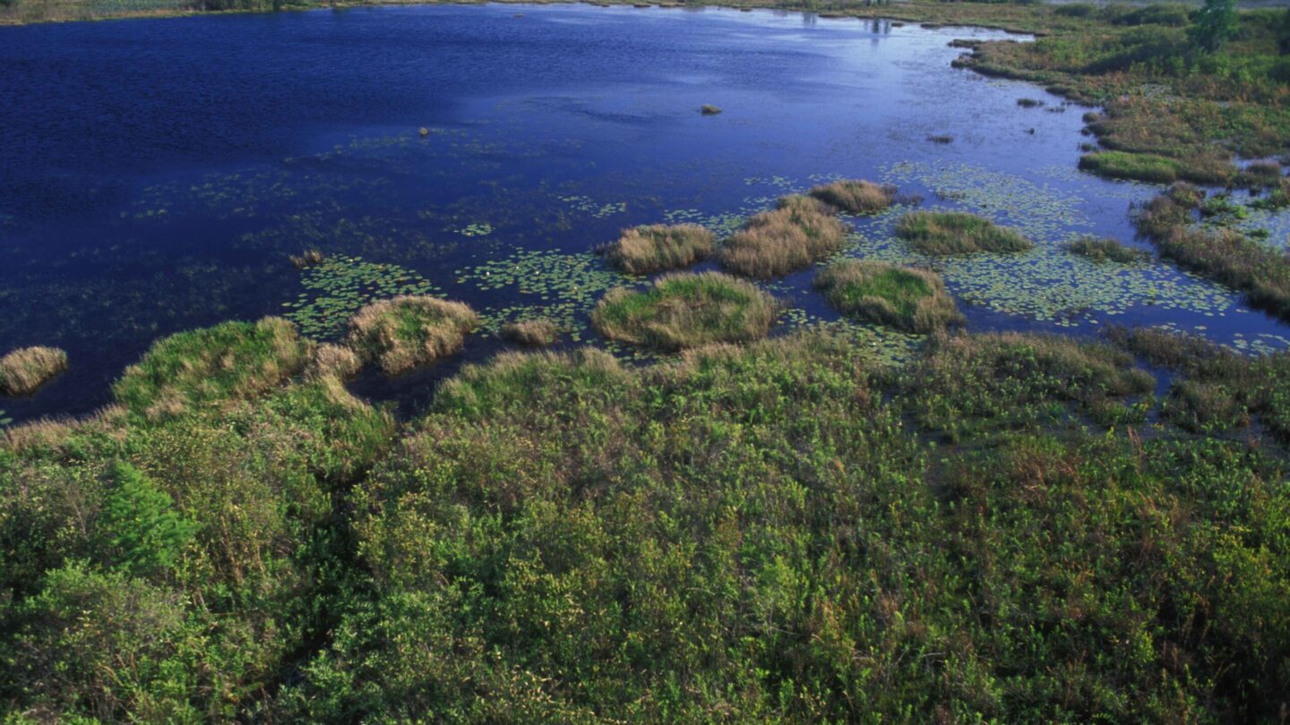 Aerial view of wetlands in Okefenokee