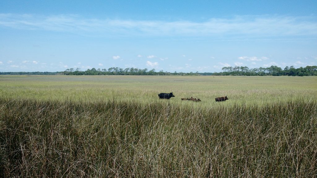 a wide shot of a marsh, with hogs cutting through the marsh grasses in the mid distance