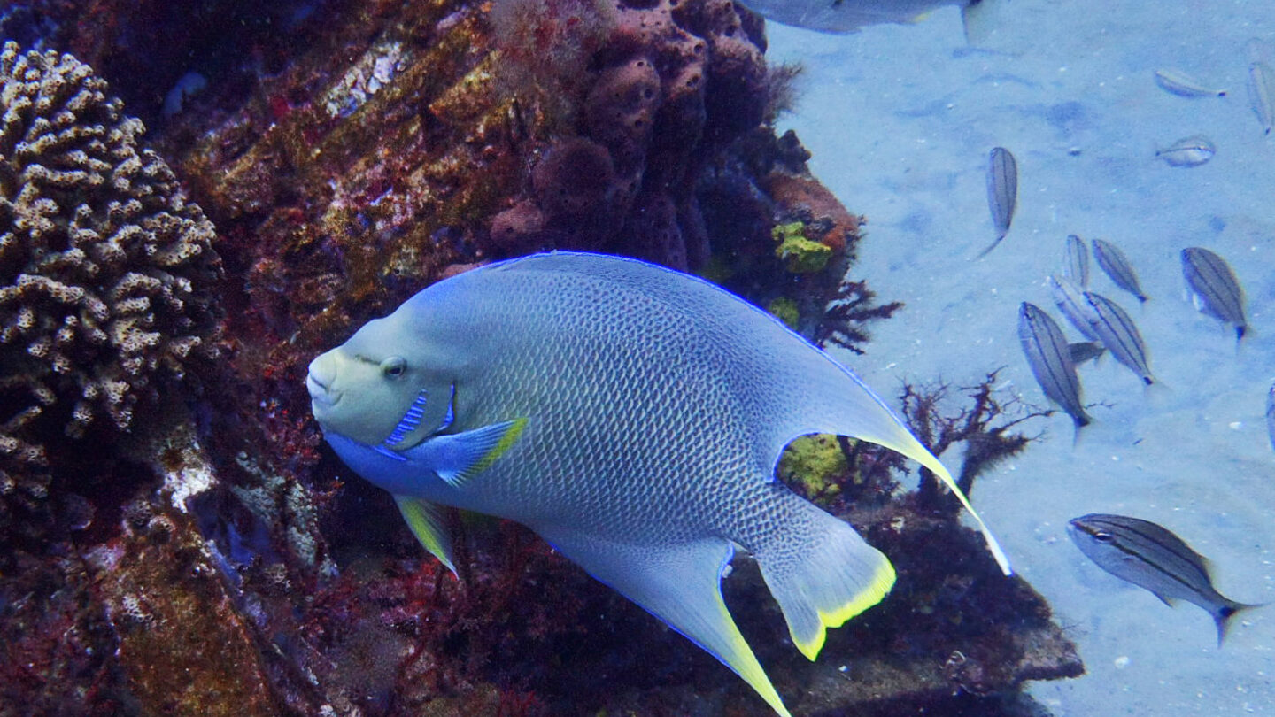 A fish at a reef off of Georgia's coast