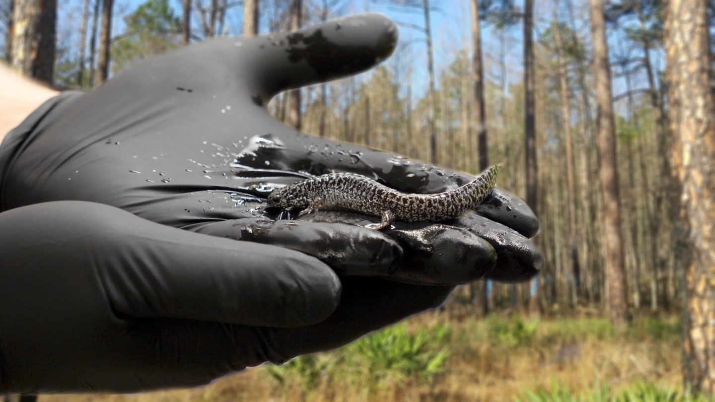 A wild frosted flatwoods salamander in gloved hands.