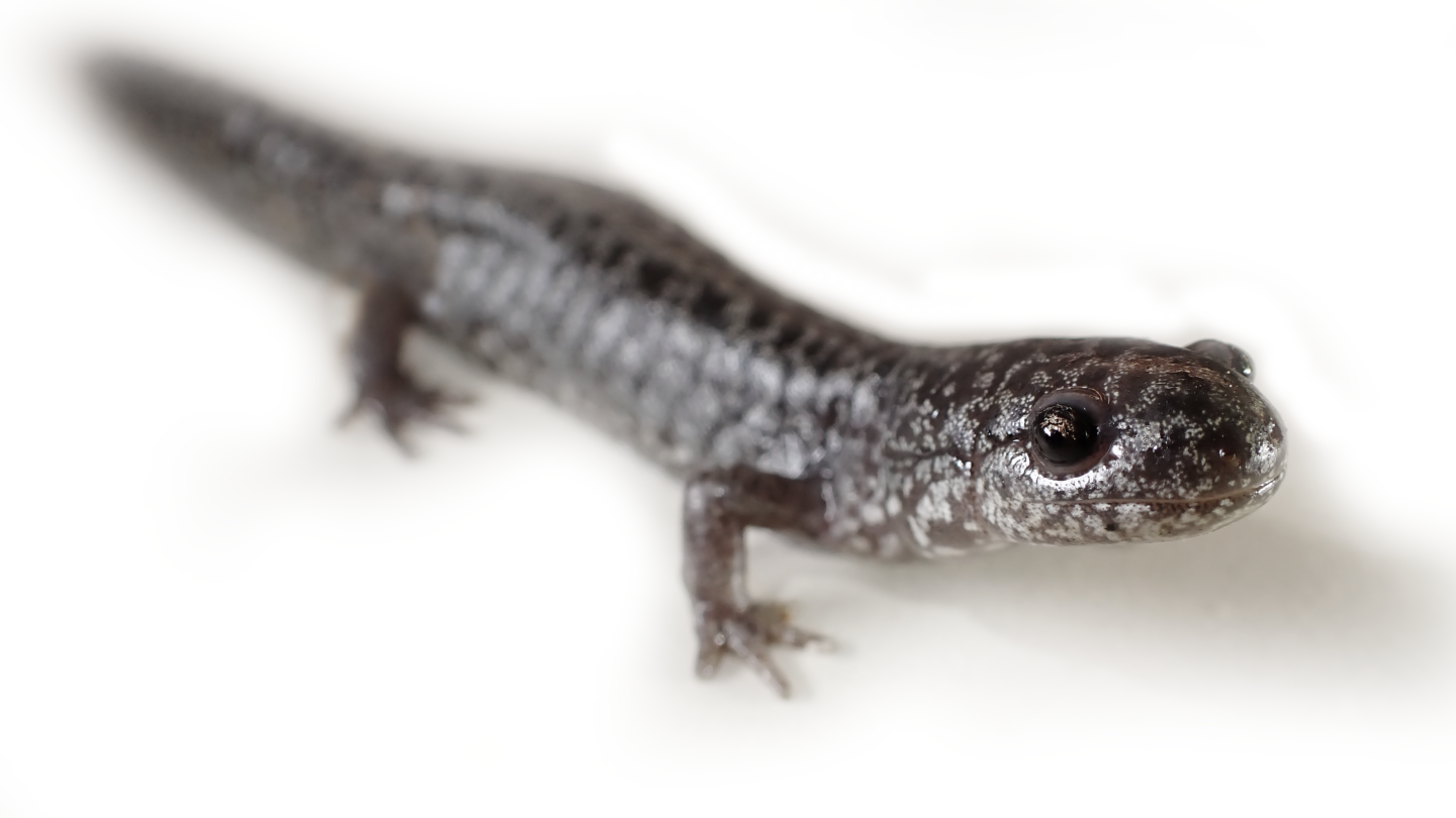 frosted flatwoods salamander