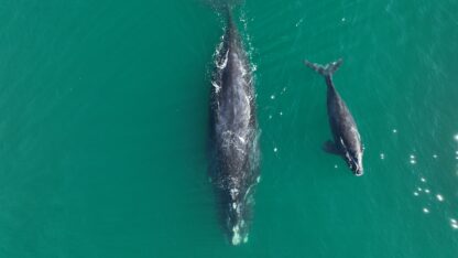right whale mother and calf photographed from above