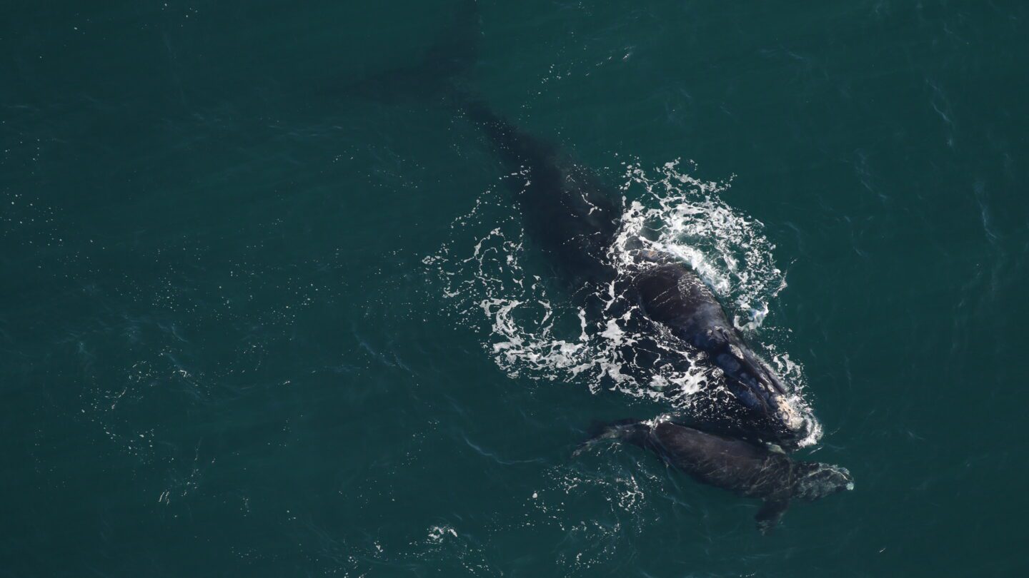whale and calf photographed from above